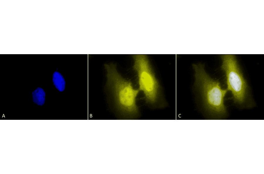 Immunocytochemistry/Immunofluorescence - Anti-HSF1 Antibody [4B4] (A305103) - Antibodies.com