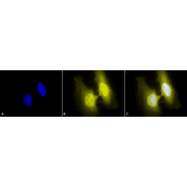 Immunocytochemistry/Immunofluorescence - Anti-HSF1 Antibody [4B4] (A305103) - Antibodies.com