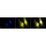 Immunocytochemistry/Immunofluorescence - Anti-HSF1 Antibody [4B4] (A305103) - Antibodies.com