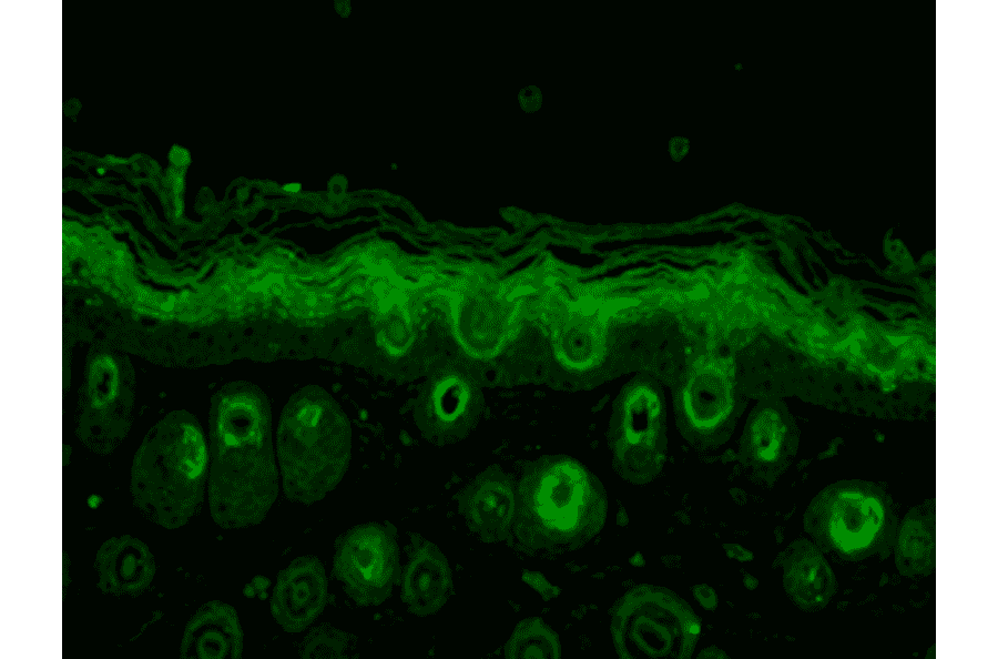 Immunohistochemistry - Anti-Rab5 Antibody (A305104) - Antibodies.com