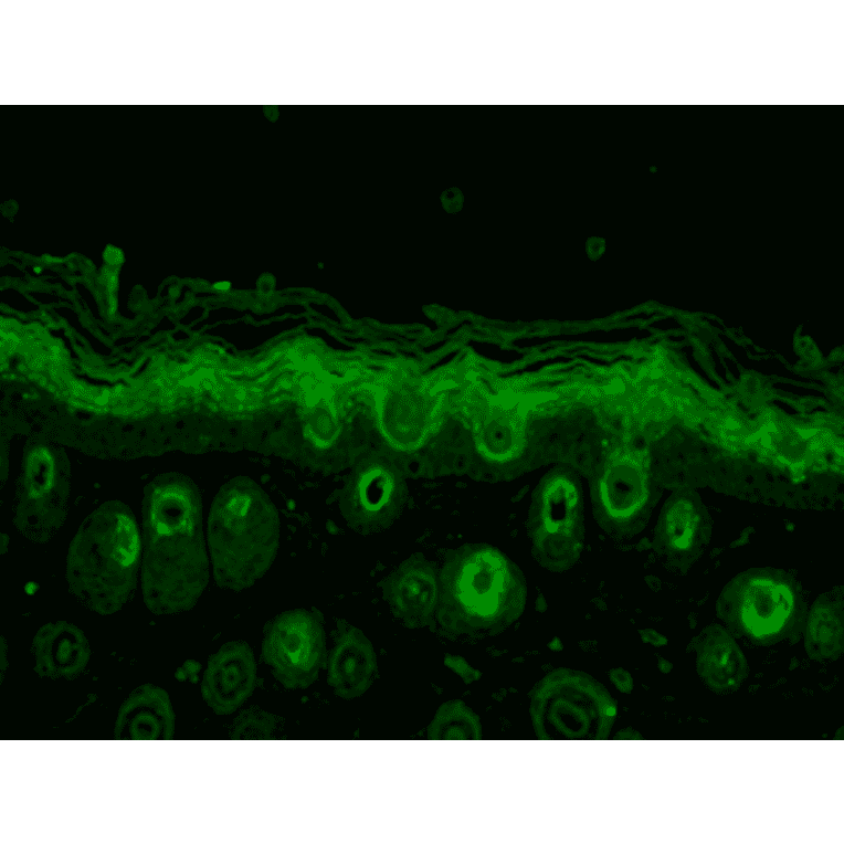 Immunohistochemistry - Anti-Rab5 Antibody (A305104) - Antibodies.com