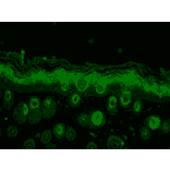 Immunohistochemistry - Anti-Rab5 Antibody (A305104) - Antibodies.com