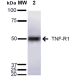 Western Blot - Anti-TNF Receptor I Antibody (A305105) - Antibodies.com