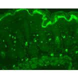 Immunohistochemistry - Anti-TNF Receptor I Antibody (A305105) - Antibodies.com