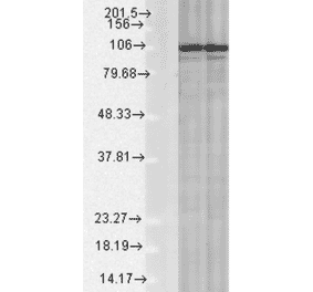 Western Blot - Anti-Calnexin Antibody (A305106) - Antibodies.com