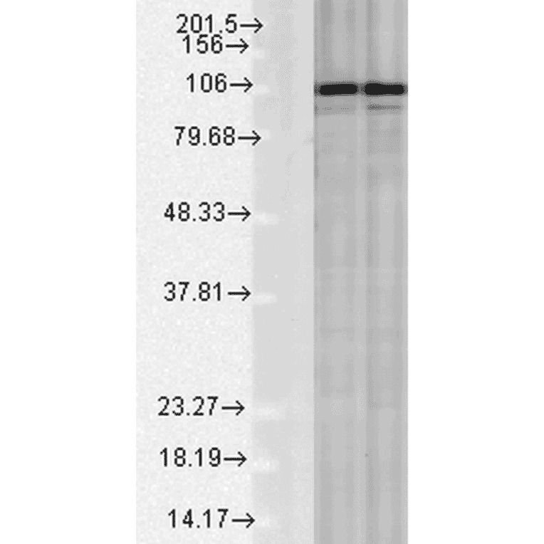 Western Blot - Anti-Calnexin Antibody (A305106) - Antibodies.com