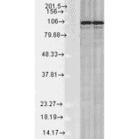 Western Blot - Anti-Calnexin Antibody (A305106) - Antibodies.com