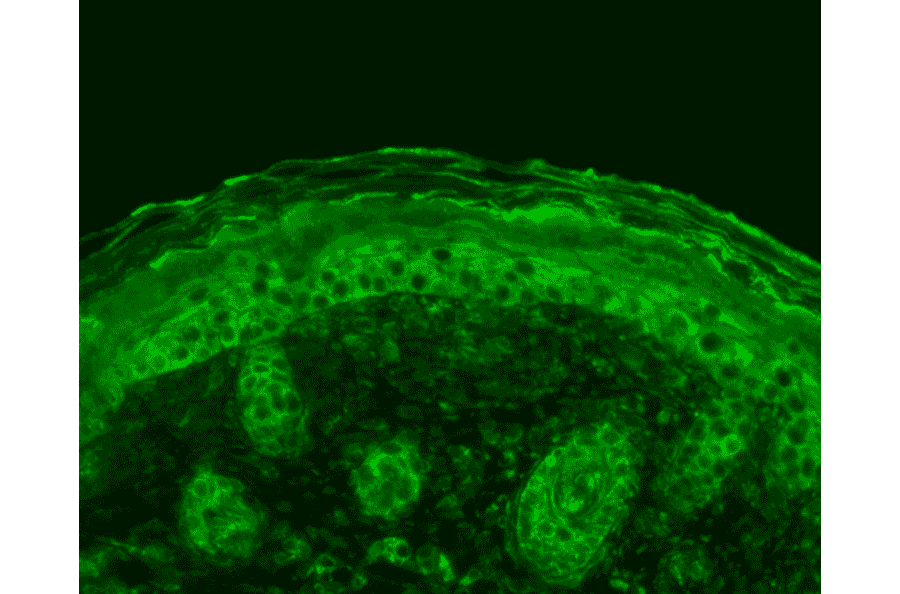 Immunohistochemistry - Anti-Calnexin Antibody (A305106) - Antibodies.com