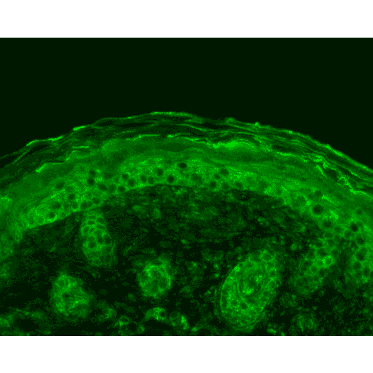 Immunohistochemistry - Anti-Calnexin Antibody (A305106) - Antibodies.com