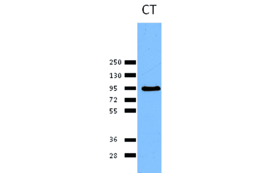 Western Blot - Anti-Calnexin Antibody (A305106) - Antibodies.com