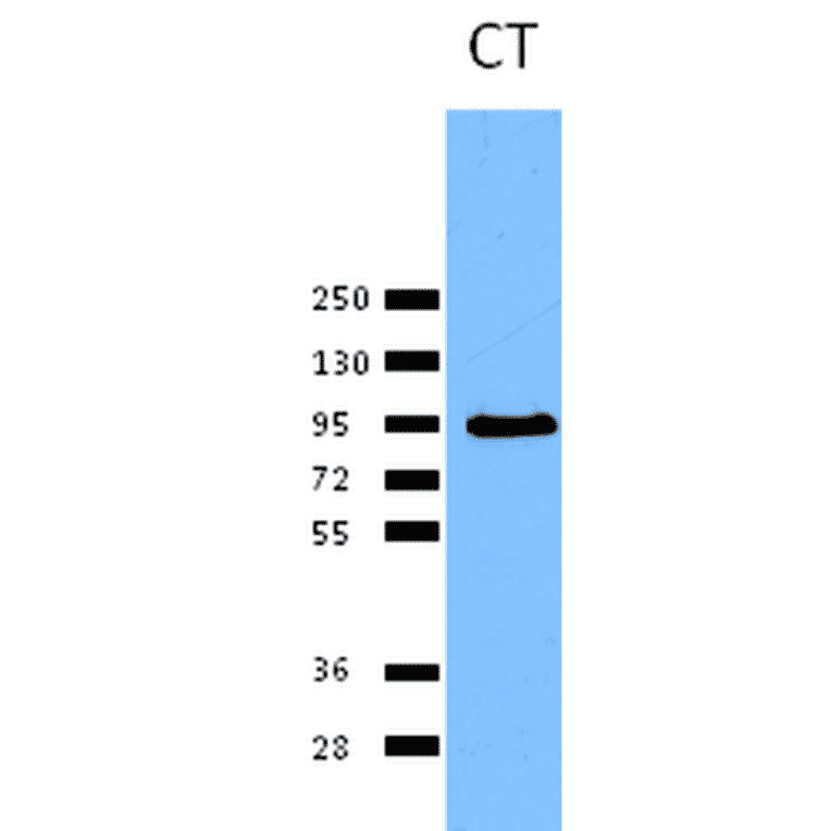 Western Blot - Anti-Calnexin Antibody (A305106) - Antibodies.com