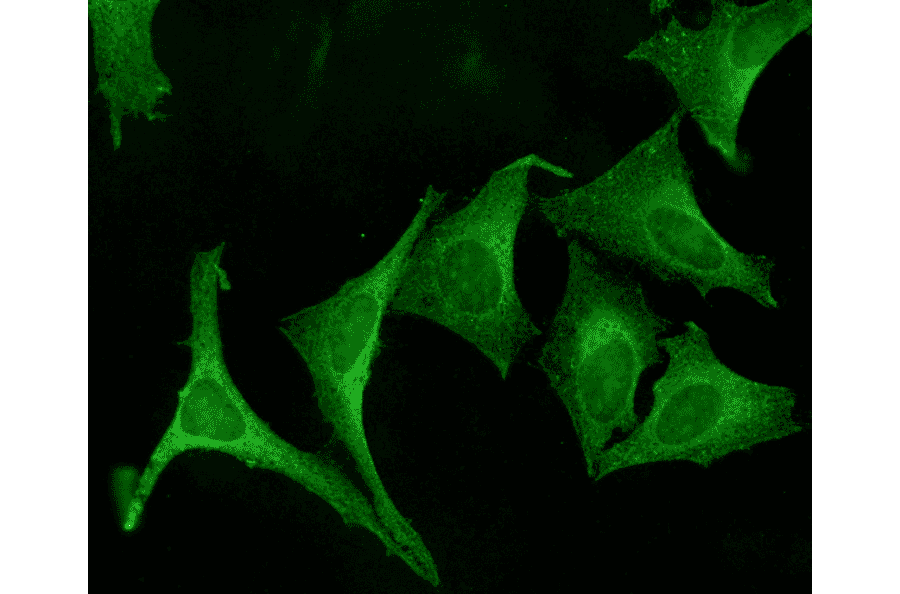 Immunocytochemistry/Immunofluorescence - Anti-Calnexin Antibody (A305106) - Antibodies.com