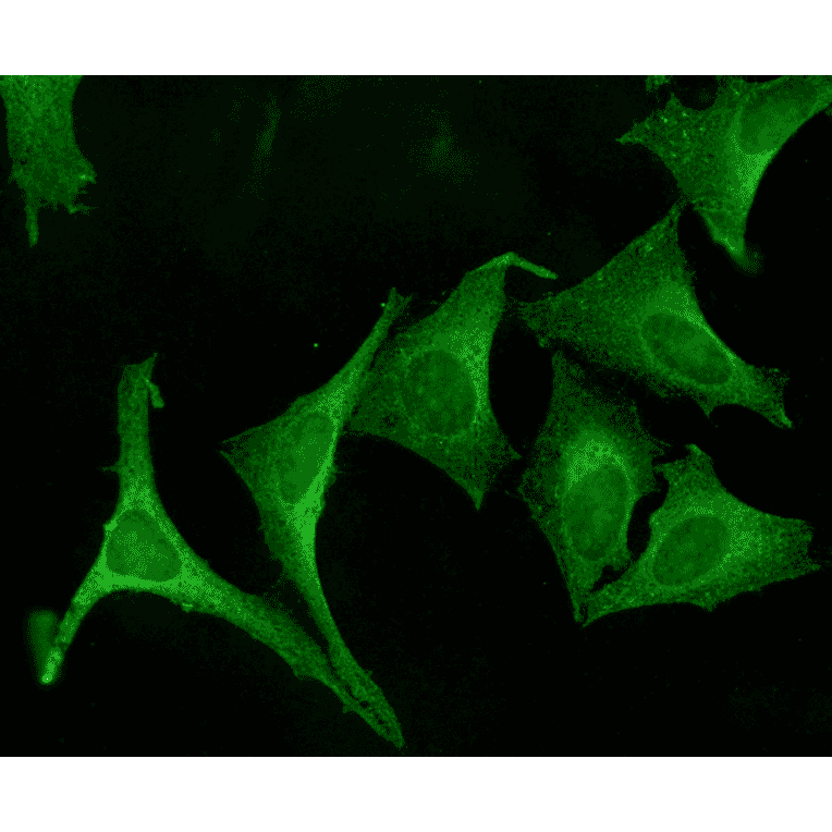 Immunocytochemistry/Immunofluorescence - Anti-Calnexin Antibody (A305106) - Antibodies.com