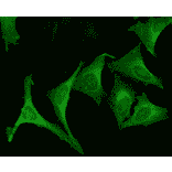 Immunocytochemistry/Immunofluorescence - Anti-Calnexin Antibody (A305106) - Antibodies.com