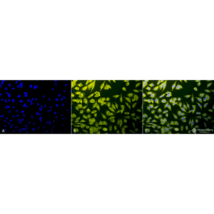 Immunocytochemistry/Immunofluorescence - Anti-Calnexin Antibody (A305107) - Antibodies.com
