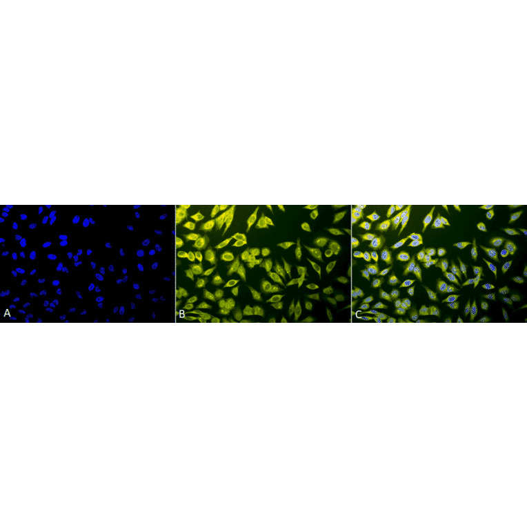 Immunocytochemistry/Immunofluorescence - Anti-Calnexin Antibody (A305107) - Antibodies.com