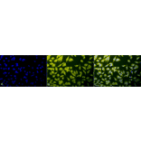 Immunocytochemistry/Immunofluorescence - Anti-Calnexin Antibody (A305107) - Antibodies.com