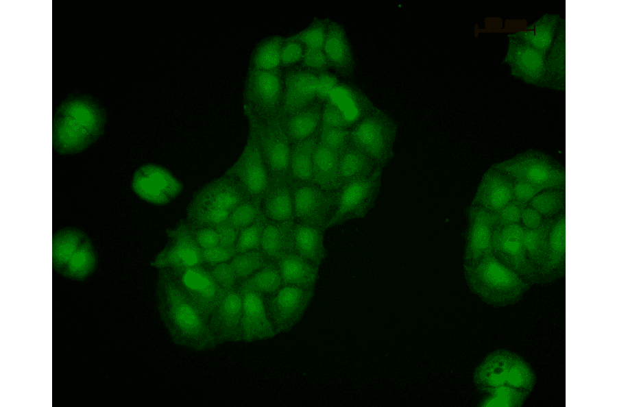 Immunocytochemistry/Immunofluorescence - Anti-Calnexin Antibody (A305107) - Antibodies.com
