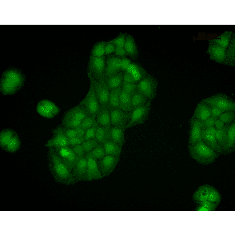 Immunocytochemistry/Immunofluorescence - Anti-Calnexin Antibody (A305107) - Antibodies.com