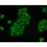 Immunocytochemistry/Immunofluorescence - Anti-Calnexin Antibody (A305107) - Antibodies.com