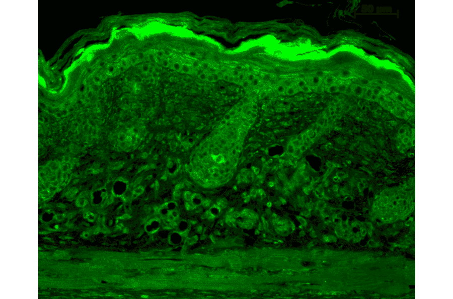Anti-Calnexin Antibody (A305107) | Antibodies.com