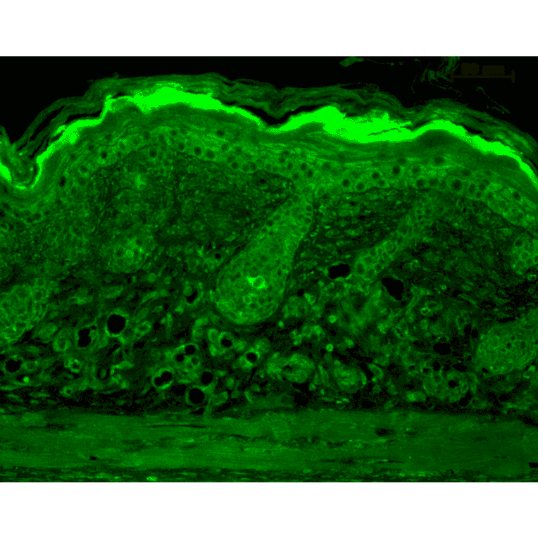 Immunohistochemistry - Anti-Calnexin Antibody (A305107) - Antibodies.com