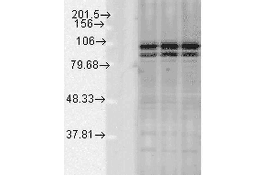 Western Blot - Anti-Calnexin Antibody (A305107) - Antibodies.com