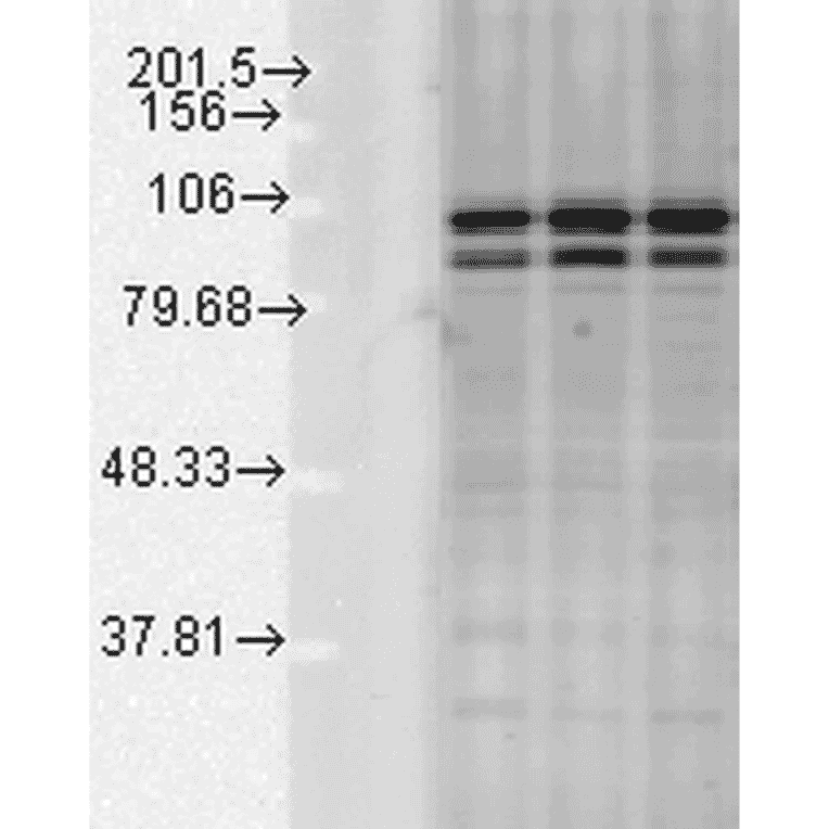 Western Blot - Anti-Calnexin Antibody (A305107) - Antibodies.com
