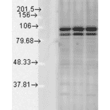 Western Blot - Anti-Calnexin Antibody (A305107) - Antibodies.com