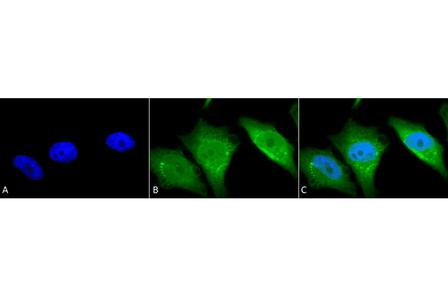 Immunocytochemistry/Immunofluorescence - Anti-Calnexin Antibody (A305107) - Antibodies.com
