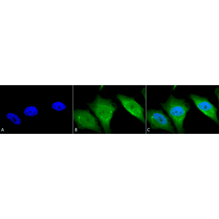 Immunocytochemistry/Immunofluorescence - Anti-Calnexin Antibody (A305107) - Antibodies.com