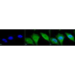 Immunocytochemistry/Immunofluorescence - Anti-Calnexin Antibody (A305107) - Antibodies.com