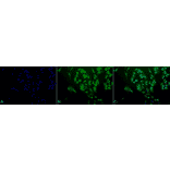 Immunocytochemistry/Immunofluorescence - Anti-Ubiquitin Antibody (A305108) - Antibodies.com
