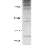 Western Blot - Anti-Ubiquitin Antibody (A305108) - Antibodies.com