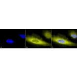 Immunocytochemistry/Immunofluorescence - Anti-Ubiquitin Antibody (A305108) - Antibodies.com