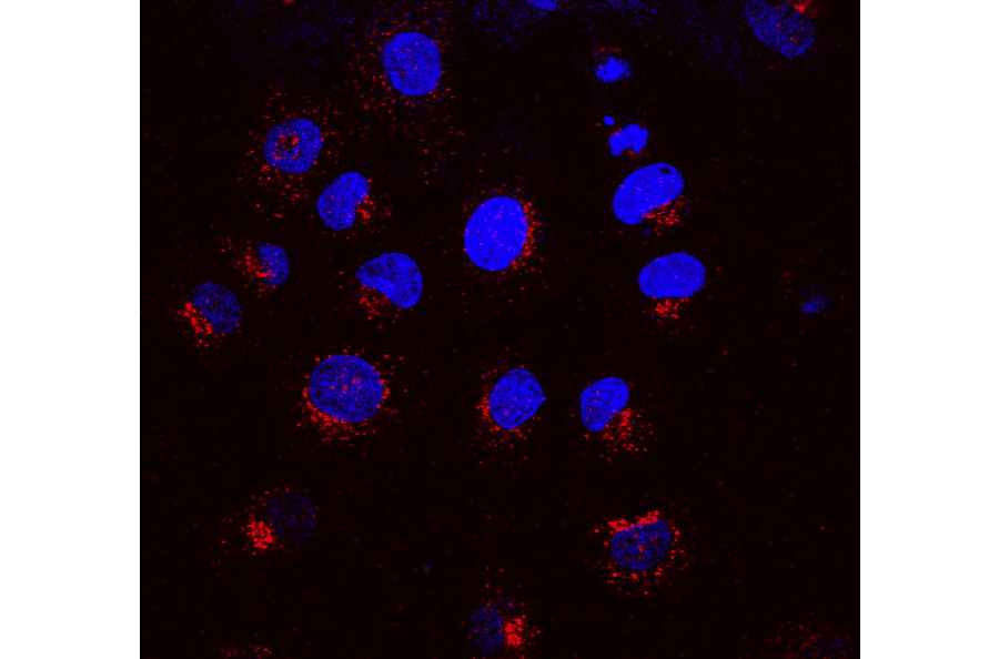 Immunocytochemistry/Immunofluorescence - Anti-KDEL Receptor Antibody [KR-10] (A305109) - Antibodies.com