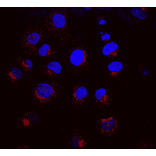 Immunocytochemistry/Immunofluorescence - Anti-KDEL Receptor Antibody [KR-10] (A305109) - Antibodies.com