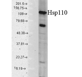 Western Blot - Anti-HSP110 Antibody (A305110) - Antibodies.com