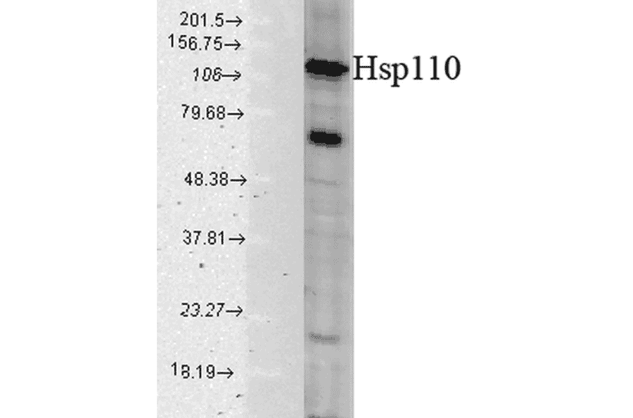 Western Blot - Anti-HSP110 Antibody (A305110) - Antibodies.com