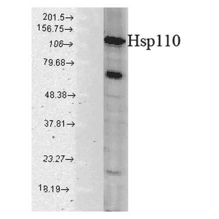 Western Blot - Anti-HSP110 Antibody (A305110) - Antibodies.com