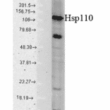 Western Blot - Anti-HSP110 Antibody (A305110) - Antibodies.com
