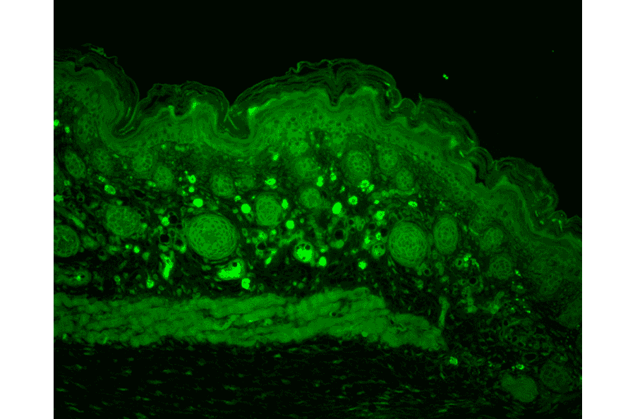 Immunohistochemistry - Anti-HSP110 Antibody (A305110) - Antibodies.com