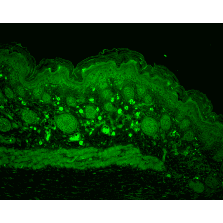 Immunohistochemistry - Anti-HSP110 Antibody (A305110) - Antibodies.com