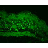 Immunohistochemistry - Anti-HSP110 Antibody (A305110) - Antibodies.com