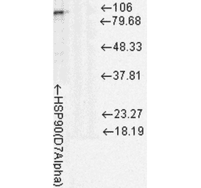 Western Blot - Anti-HSP90 Antibody [D7A] (A305112) - Antibodies.com