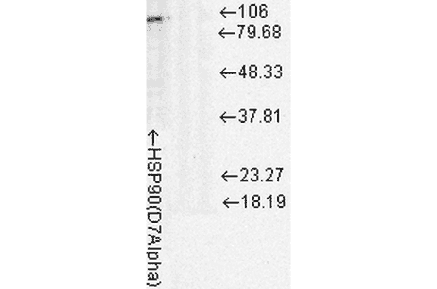 Western Blot - Anti-HSP90 Antibody [D7A] (A305112) - Antibodies.com