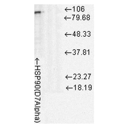 Western Blot - Anti-HSP90 Antibody [D7A] (A305112) - Antibodies.com