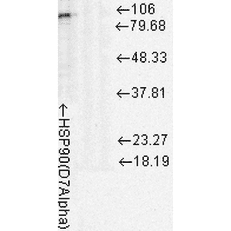Western Blot - Anti-HSP90 Antibody [D7A] (A305112) - Antibodies.com