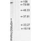 Western Blot - Anti-HSP90 Antibody [D7A] (A305112) - Antibodies.com