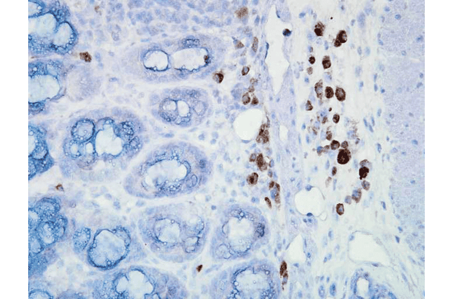 Immunohistochemistry - Anti-HSP90 Antibody [D7A] (A305112) - Antibodies.com